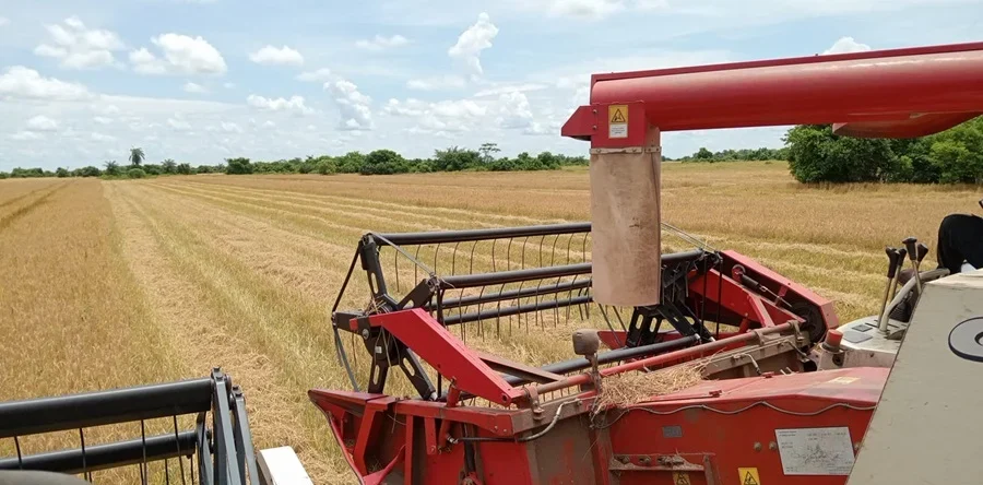 Noticias de Casanare – Preocupación por disminución del precio del arroz a los productores